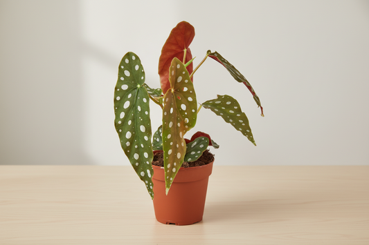 Begonia Care Guide