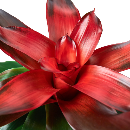 Bromeliad Care Guide: How to Grow & Care for Bromeliads Indoors