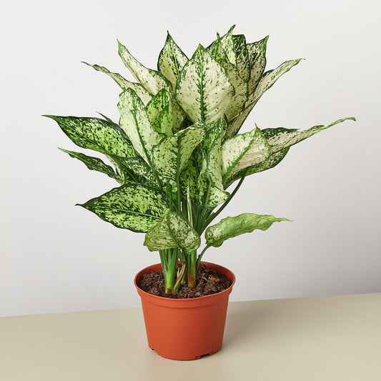 Chinese Evergreen Care Guide