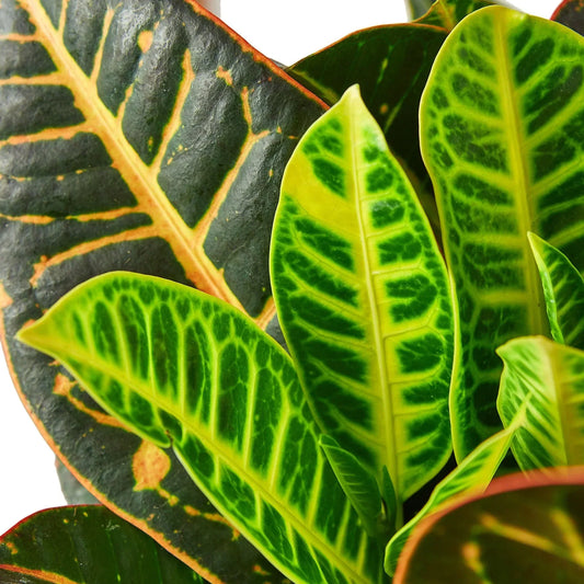 Croton Care Guide: How to Grow & Care for Codiaeum variegatum