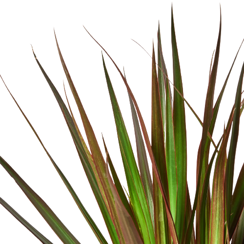Dracaena Care Guide: How to Grow & Care for Dracaena Plants