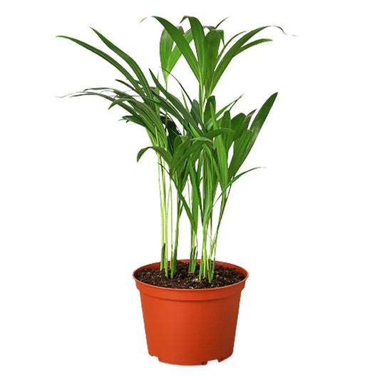 Areca Palm Care Guide