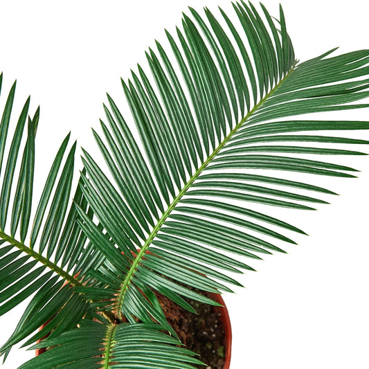 Palm Tree Care Guide: How to Grow Indoor Palm Trees