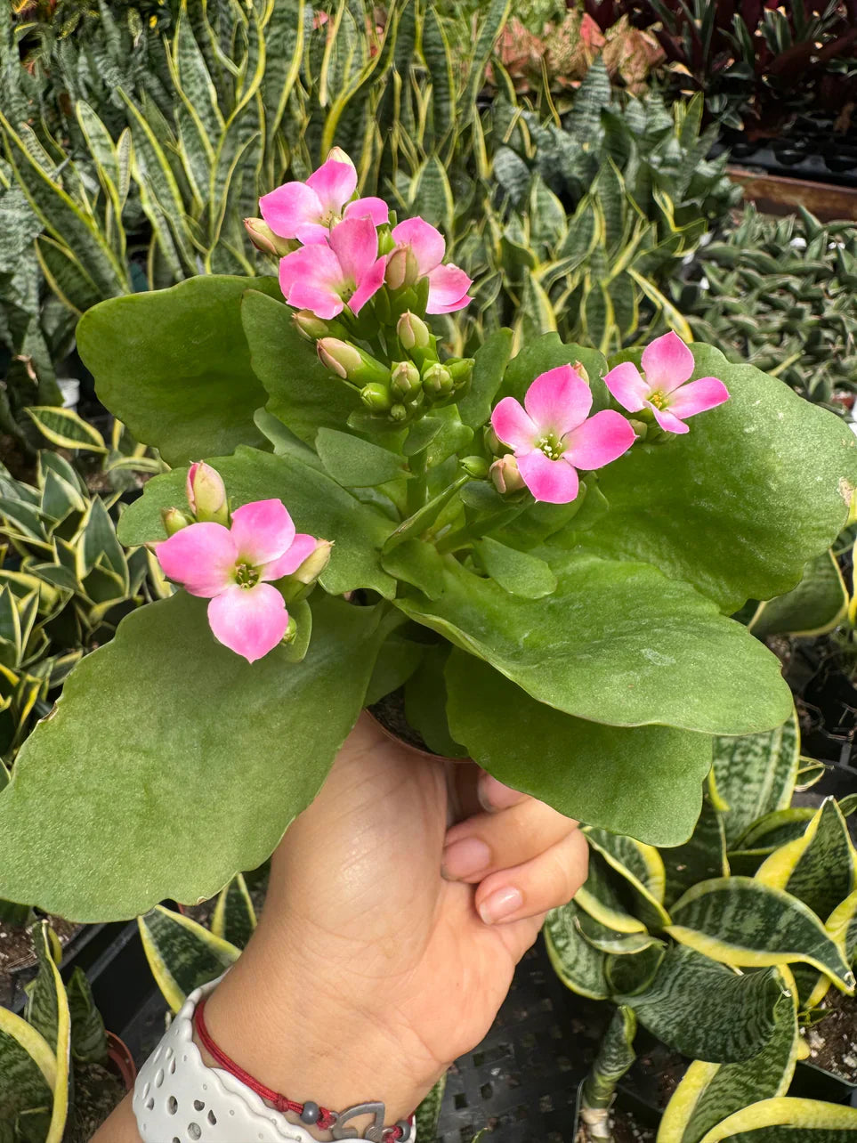 Kalanchoe Care Guide: How to Grow & Rebloom Kalanchoe Plants