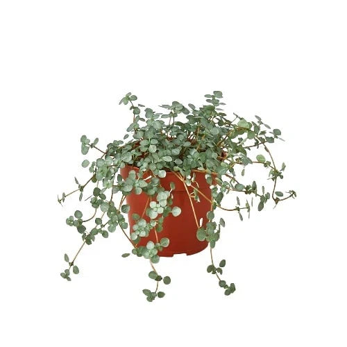 Nettle Plant Care Guide