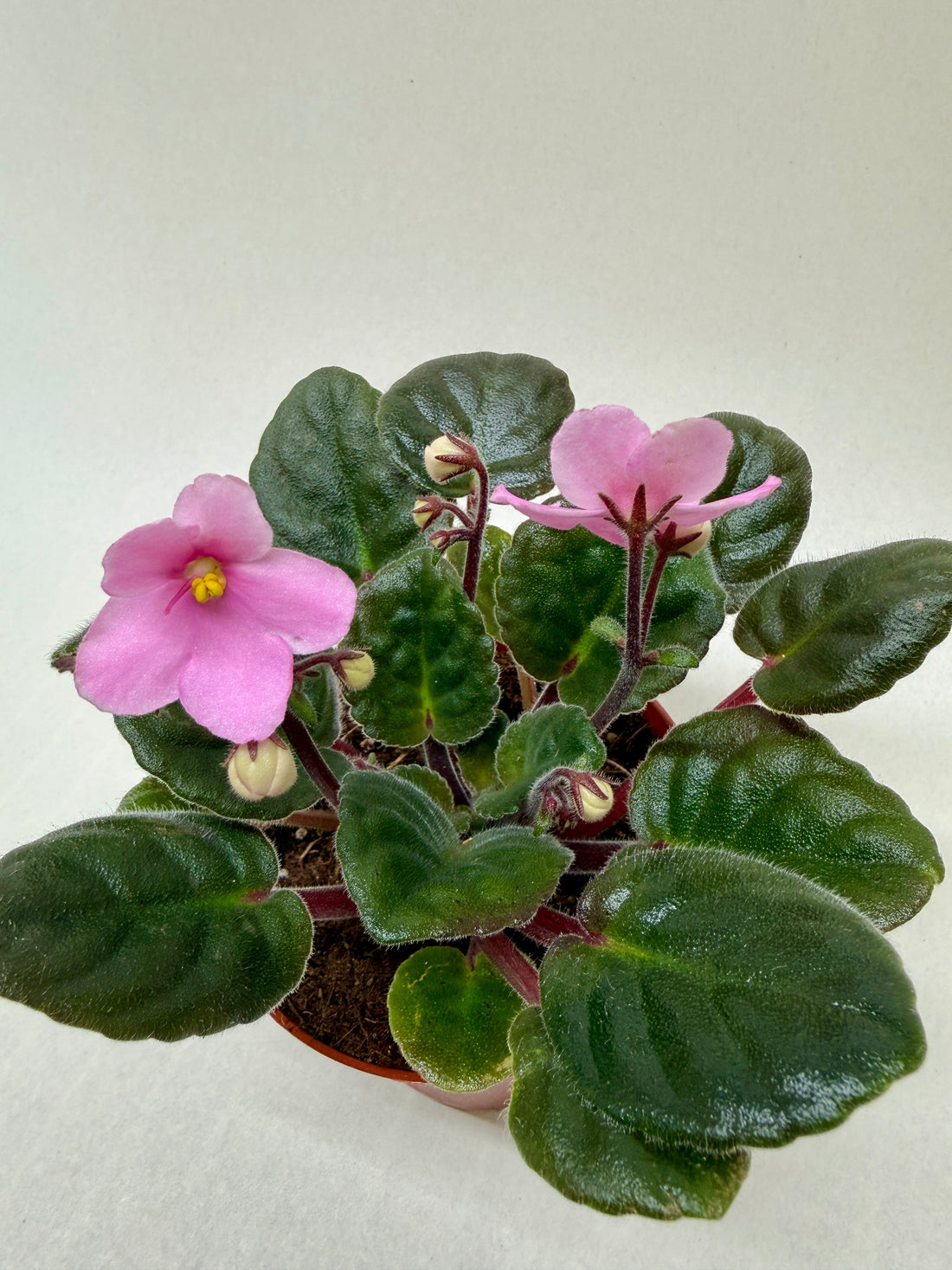 African Violet Care Guide: How to Grow & Bloom Saintpaulia