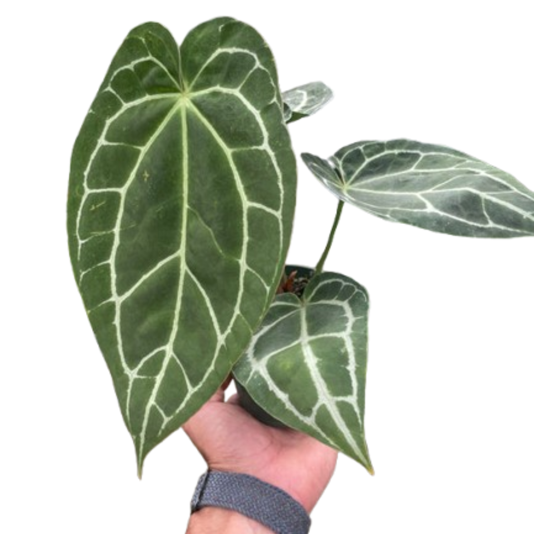 Anthurium Care Guide