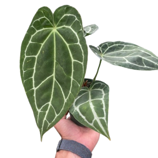 Anthurium Care Guide