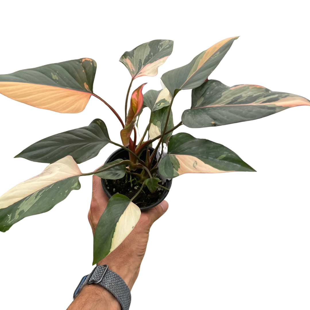 Homalomena Care Guide: How to Grow & Care for Homalomena Plants