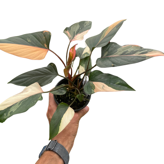 Homalomena Care Guide: How to Grow & Care for Homalomena Plants