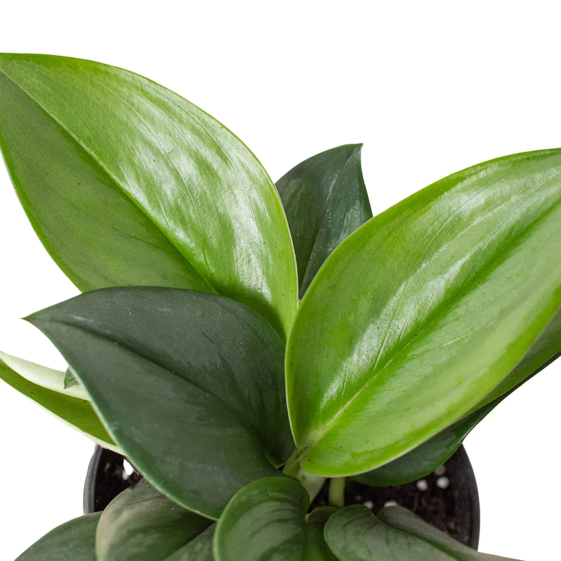 Scindapsus Care Guide