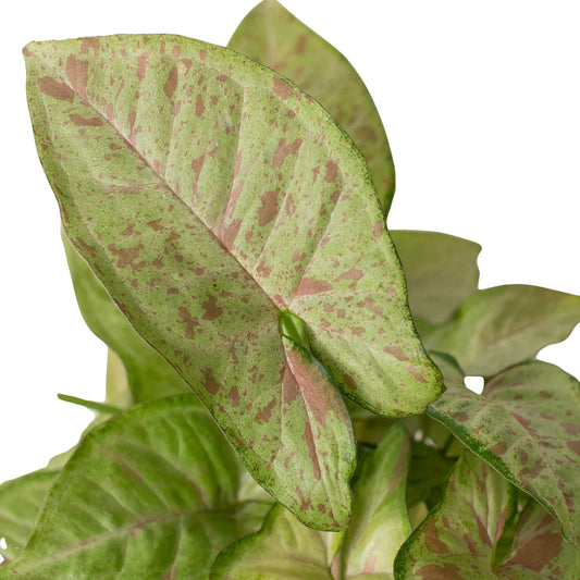 Syngonium Care Guide: How to Grow & Care for Arrowhead Plants