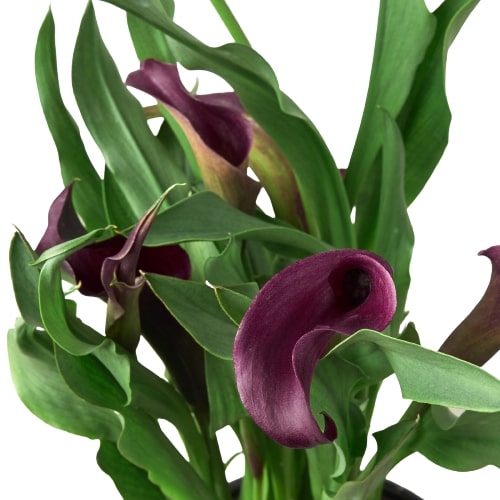 Calla Lily Care Guide: How to Grow & Care for Zantedeschia