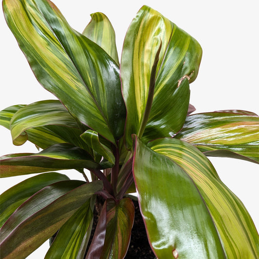 Cordyline Care Guide: How to Grow & Care for Ti Plants