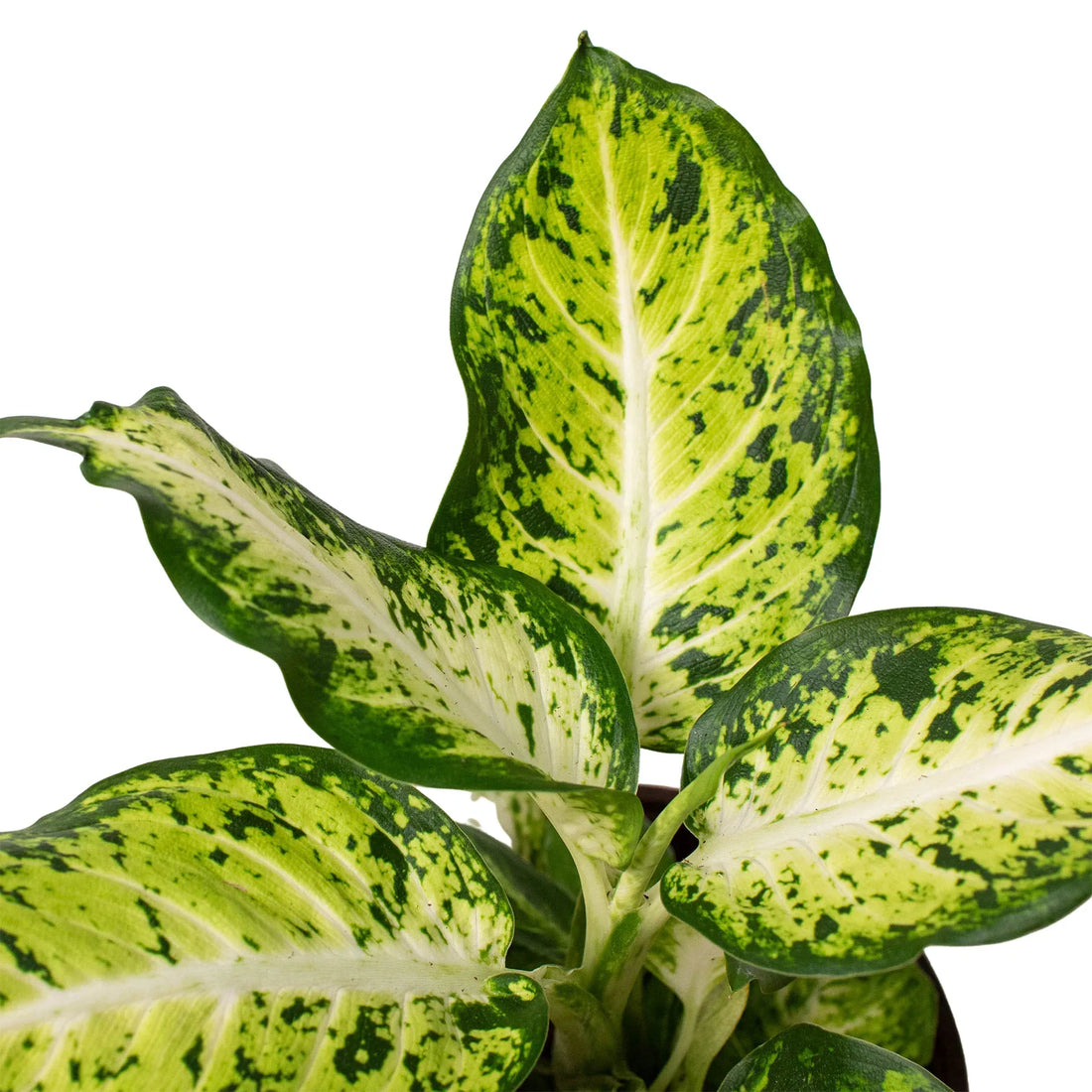 Dieffenbachia Care Guide: How to Grow & Care for Dumb Cane