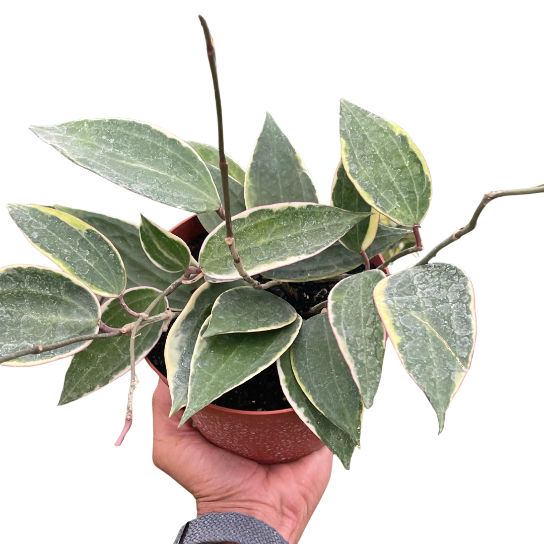 Hoya Care Guide: How to Grow & Care for Wax Plants