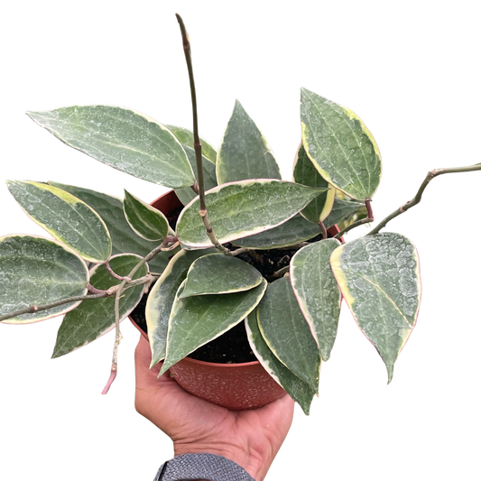 Hoya Care Guide: How to Grow & Care for Wax Plants
