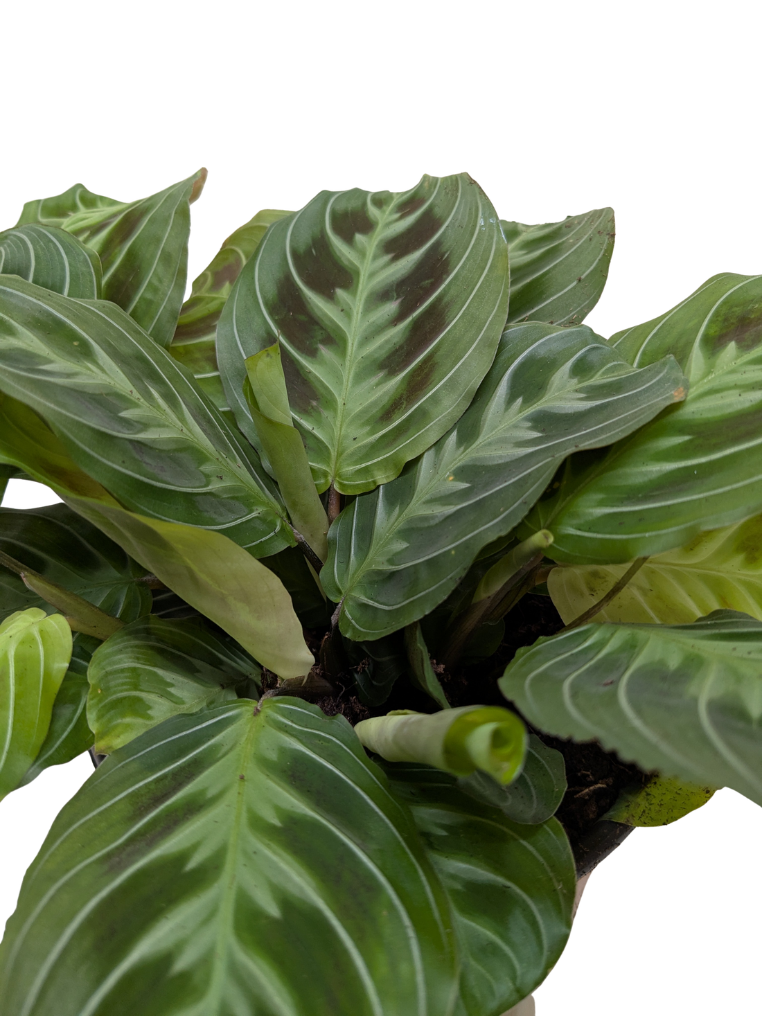Maranta Care Guide: How to Grow & Care for Prayer Plants