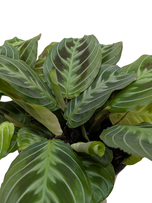 Maranta Care Guide: How to Grow & Care for Prayer Plants