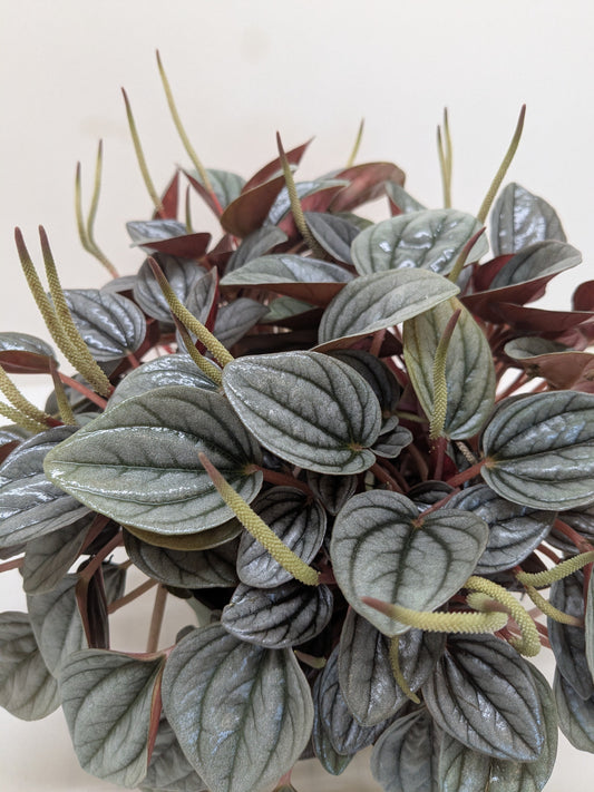Peperomia Care Guide