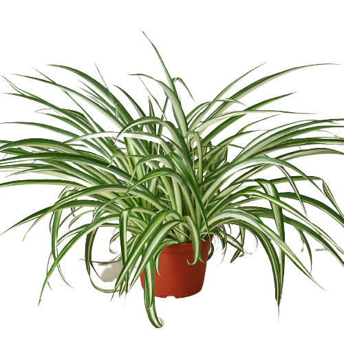 Spider Plant Care Guide
