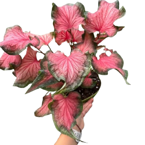 Caladium Care Guide