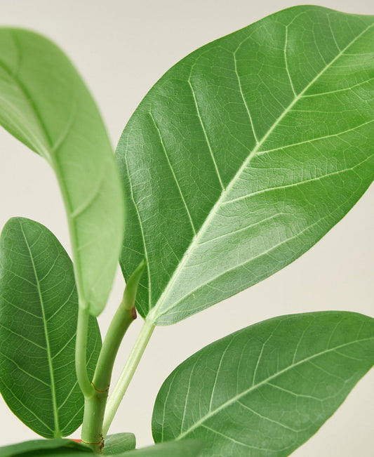 Ficus Care Guide: How to Grow & Care for Ficus Trees Indoors