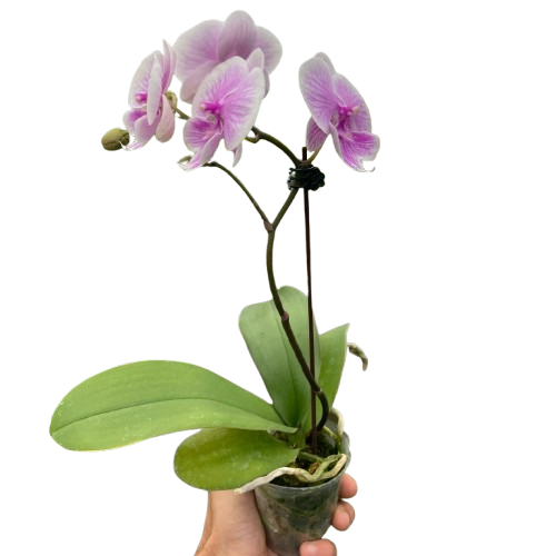 Orchid Care Guide
