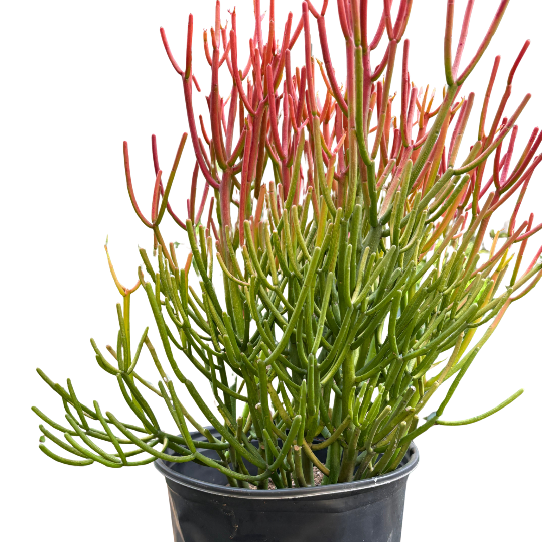 Succulent Care Guide