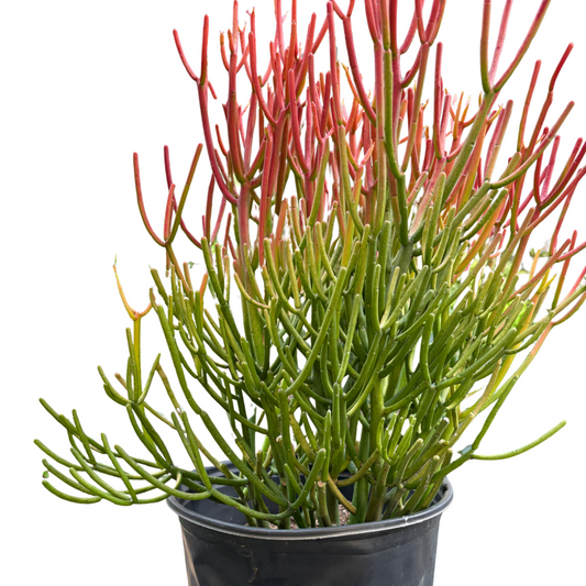 Succulent Care Guide