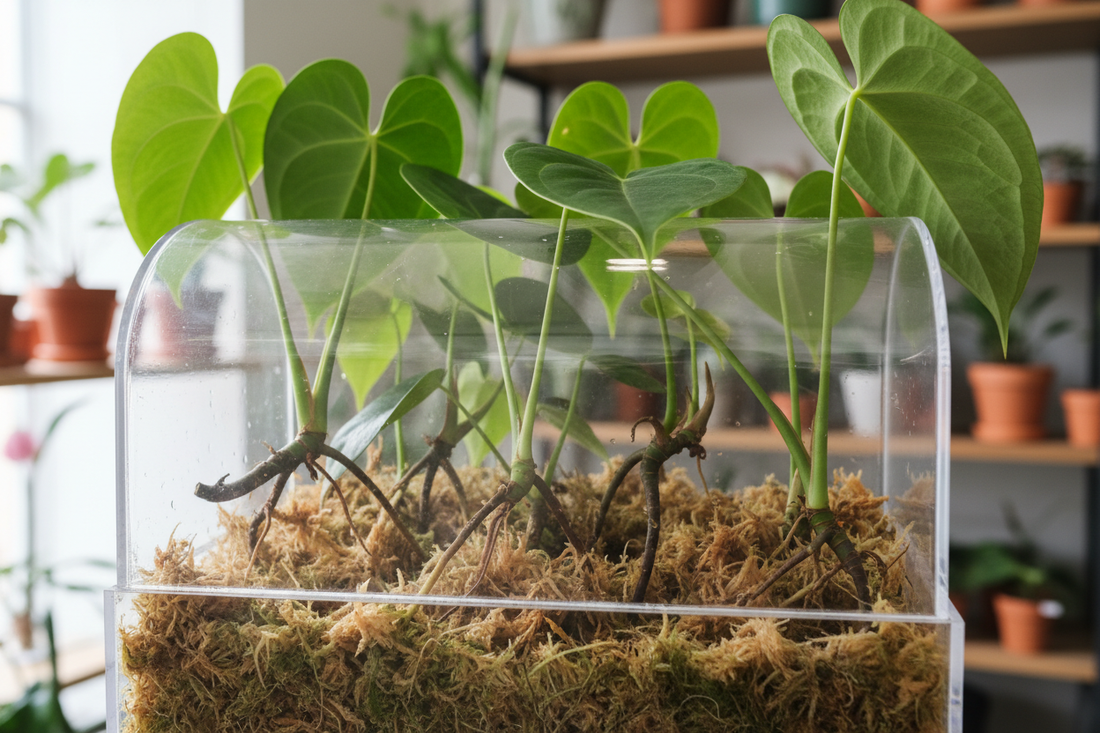 How to Propagate Anthurium Plants