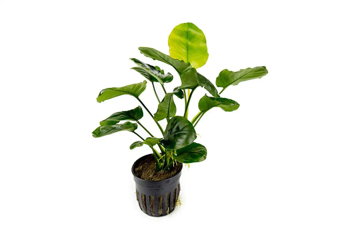 Anubias Care Guide