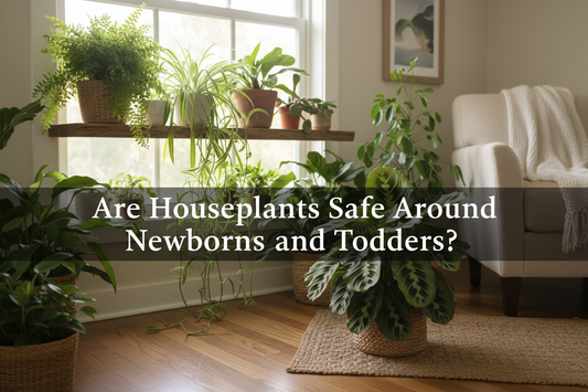 Are Houseplants Safe Around Newborns and Toddlers?