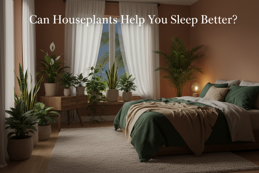 Can Houseplants Help You Sleep Better?