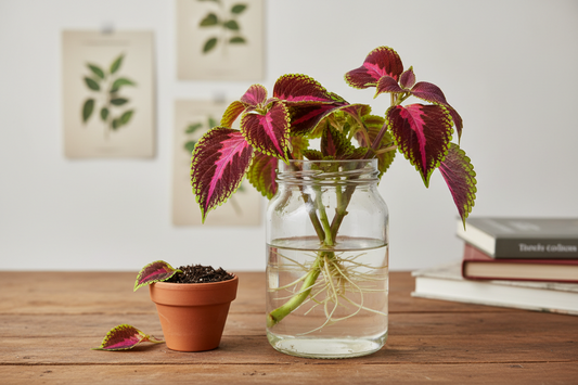 How to Propagate Coleus: A Step-by-Step Guide