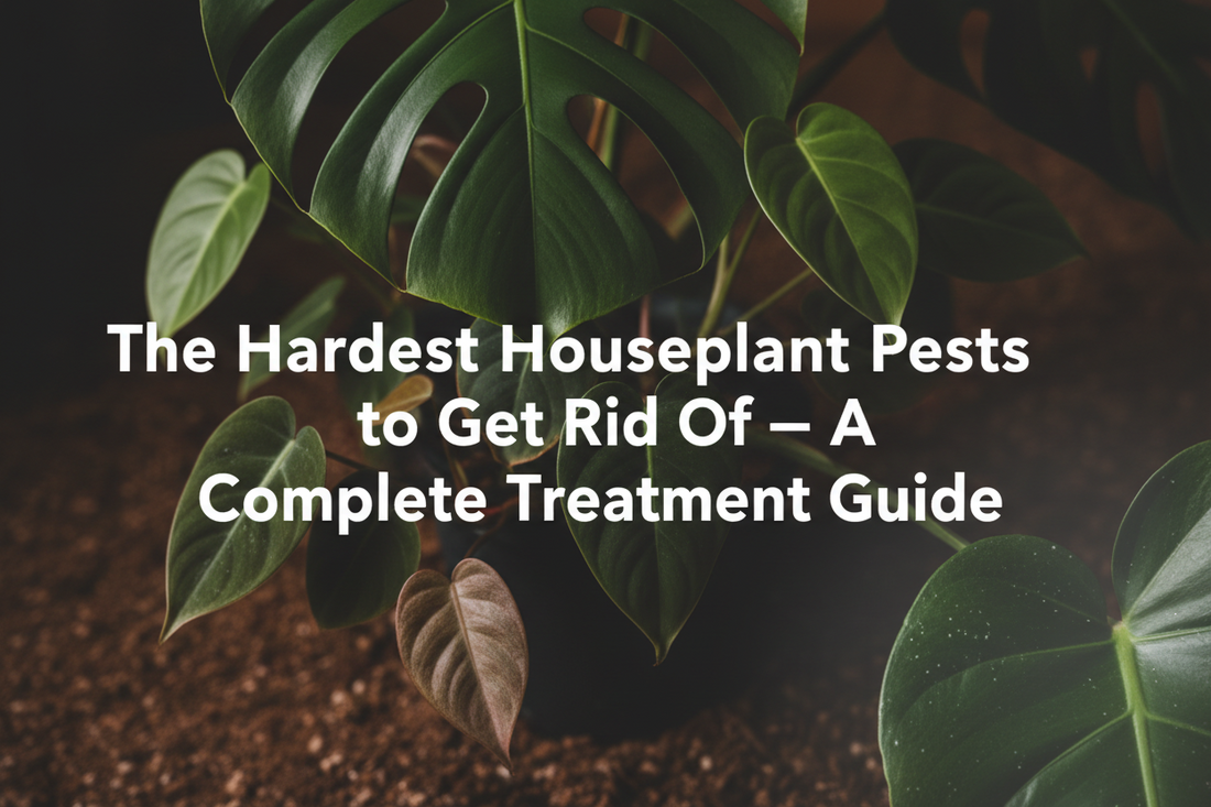 The Hardest Houseplant Pests to Get Rid Of — A Complete Treatment Guide with a green plant in background 