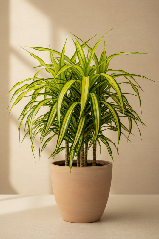 Dracaena Marginata Sunrise Care Guide: How to Grow & Care for This Colorful Dragon Tree