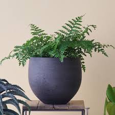 Fern Care Guide
