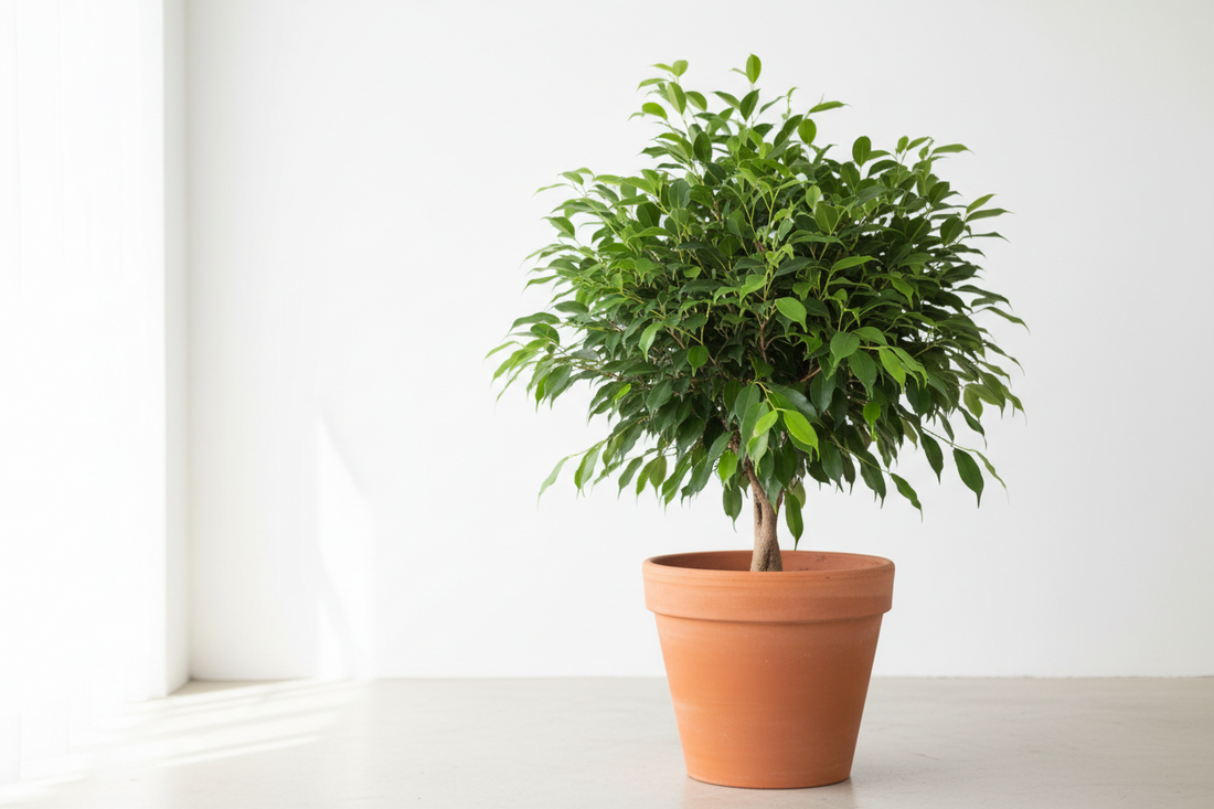 Ficus Care Guide