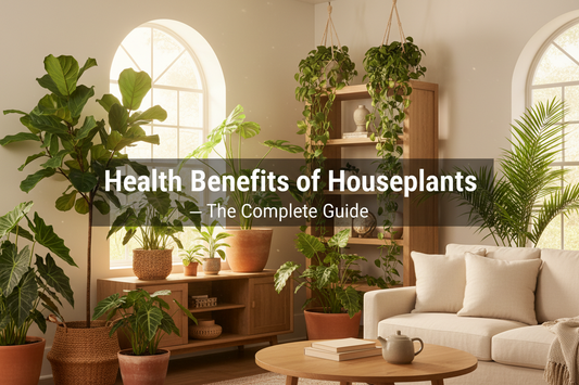 Health Benefits of Houseplants — The Complete Guide