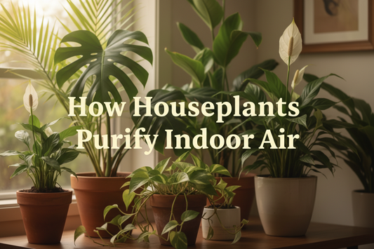 How Houseplants Purify Indoor Air