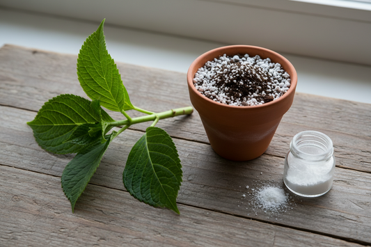 How to Propagate Hydrangeas: A Step-by-Step Guide