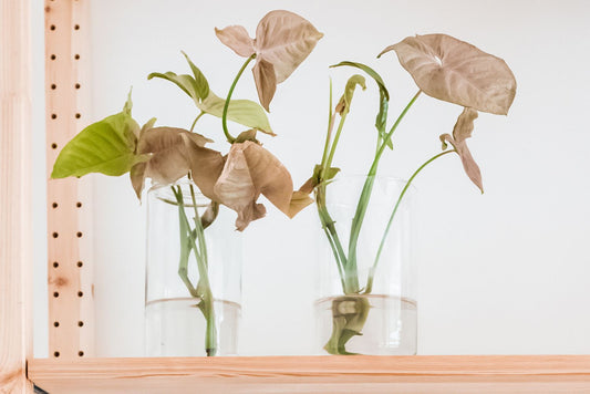 How to Propagate Syngonium (Arrowhead Plant)