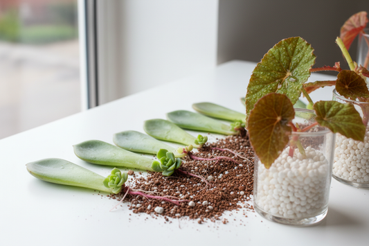 Leaf Cutting Propagation for Succulents & Begonias
