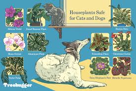 Pet Safe Plants