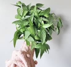 Pothos Care Guide