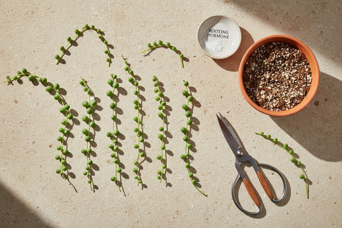 How to Propagate String of Pearls: A Step-by-Step Guide