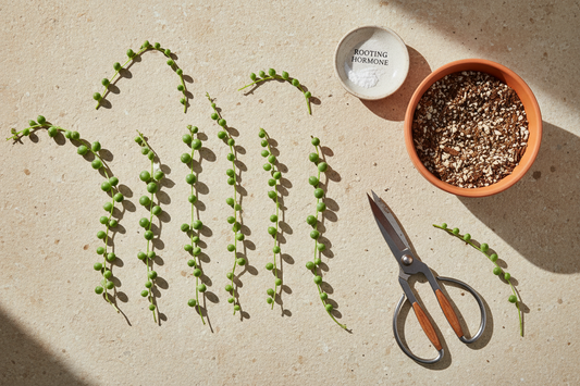 How to Propagate String of Pearls: A Step-by-Step Guide