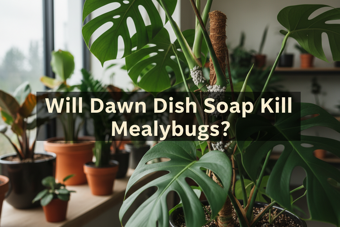 Will Dawn Dish Soap Kill Mealybugs?