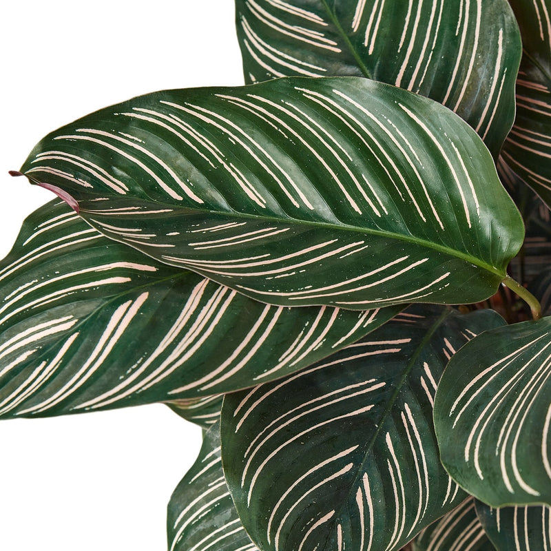 Calathea Plants